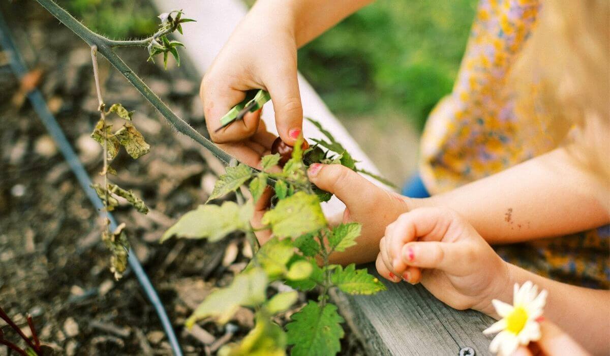 Two kids pruning a plant in the vegetable patch