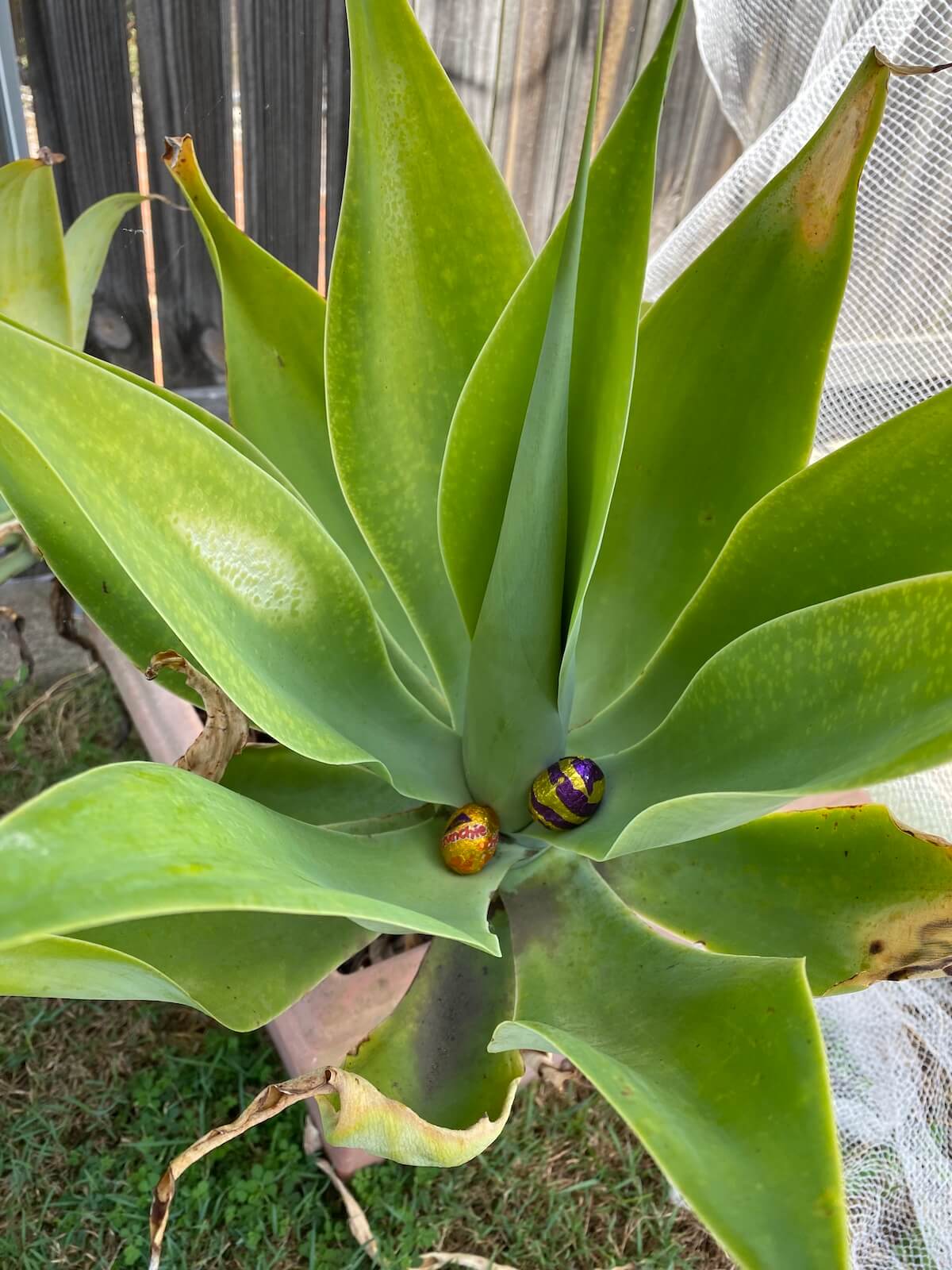 Easter eggs hidden in the leaves of an outdoor plant