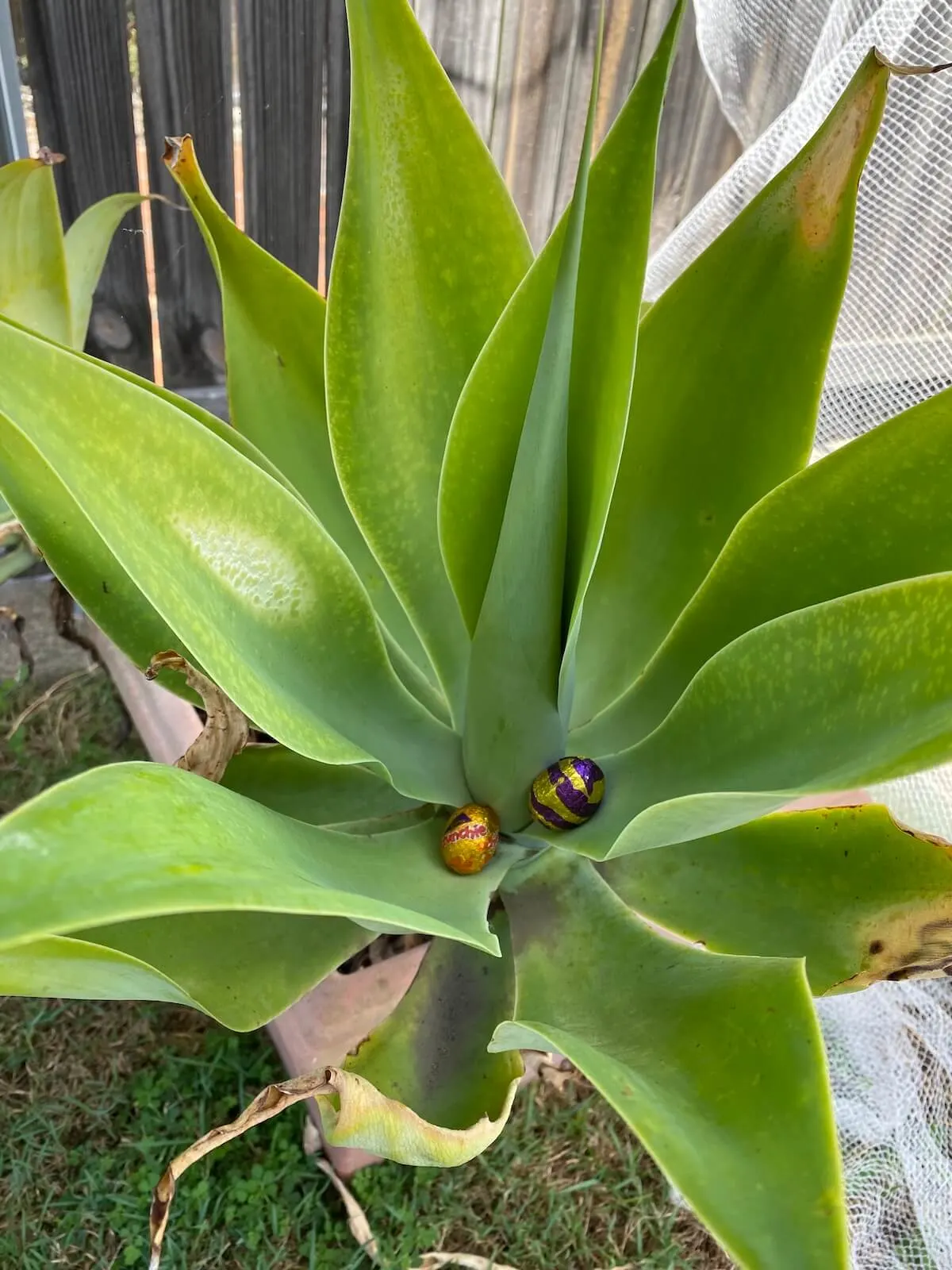 Easter eggs hidden in the leaves of an outdoor plant